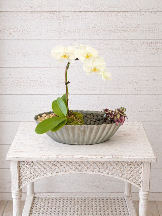 Orchid