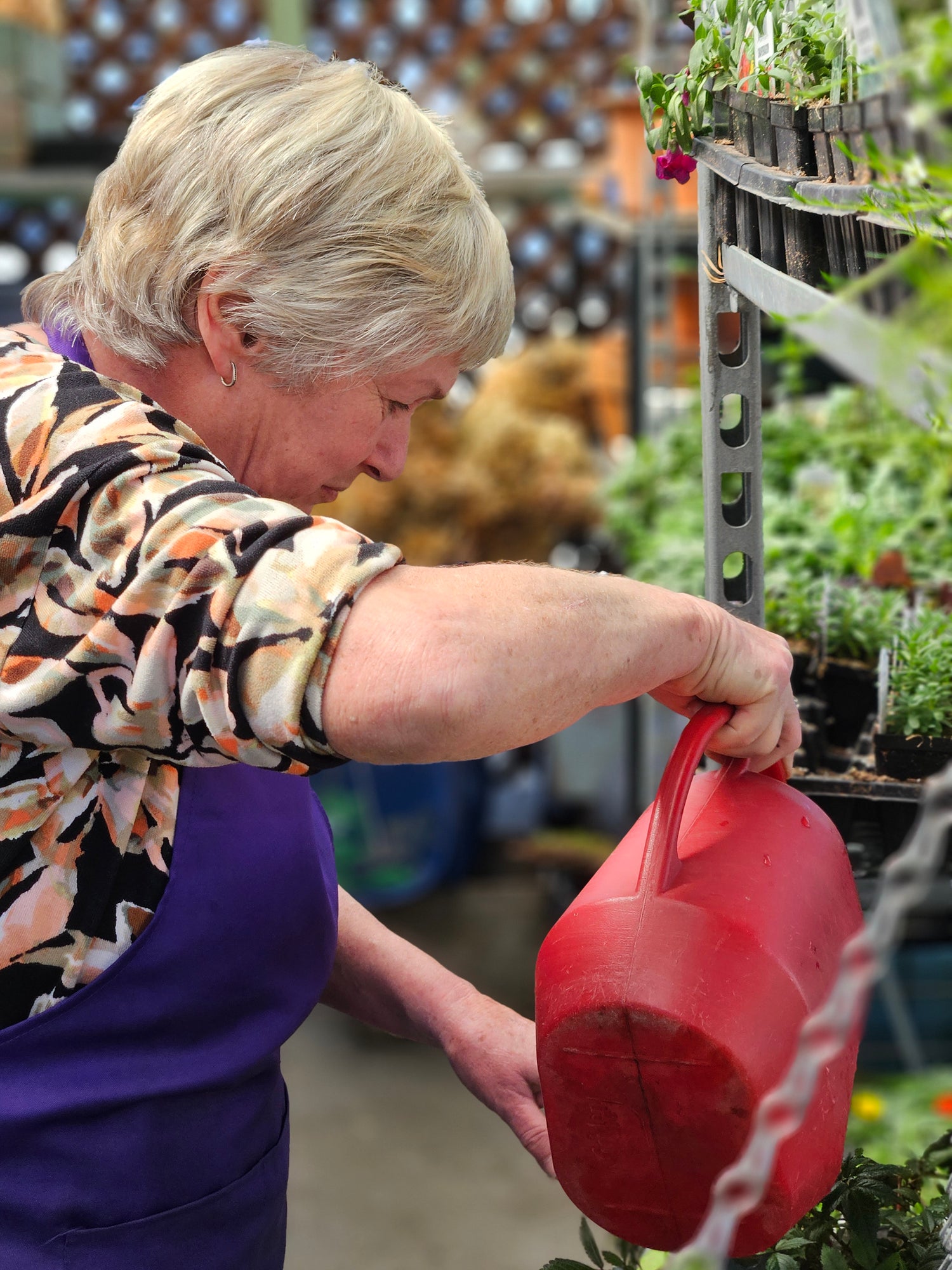 A Turley's worker using a red watering can to water plants on a shelf. 