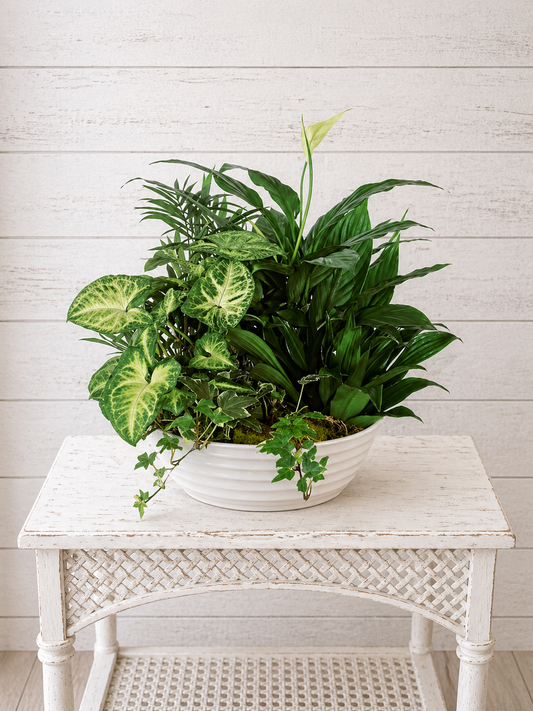 Designer's Choice Dish Garden