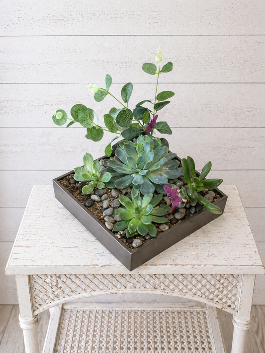Designer's Choice Succulent