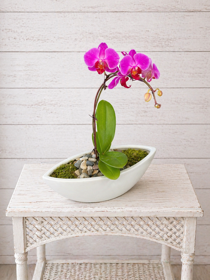 Orchid