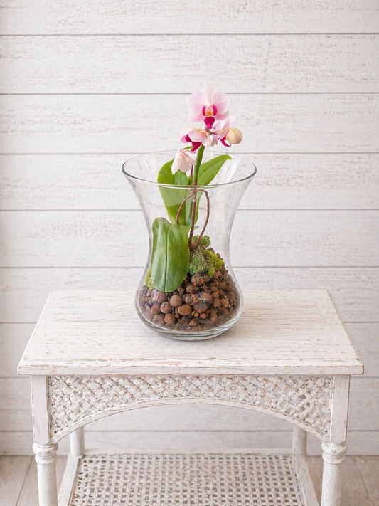 Orchid Terrarium