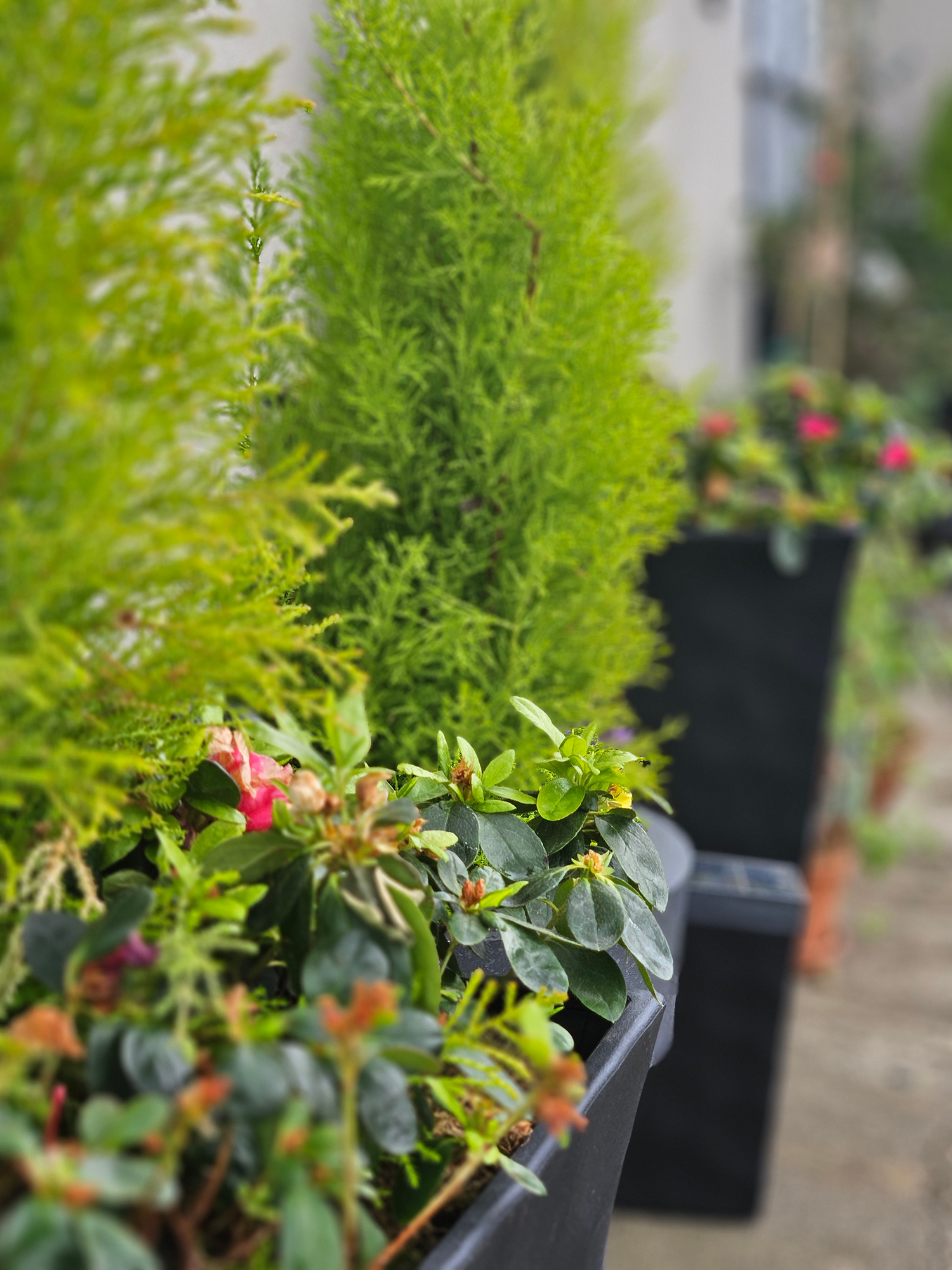 Potted plants with green foliage and pink flowers in an outdoor setting