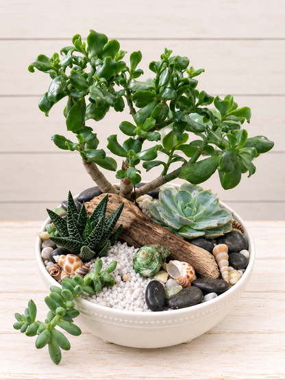 Designer's Choice Succulent Garden