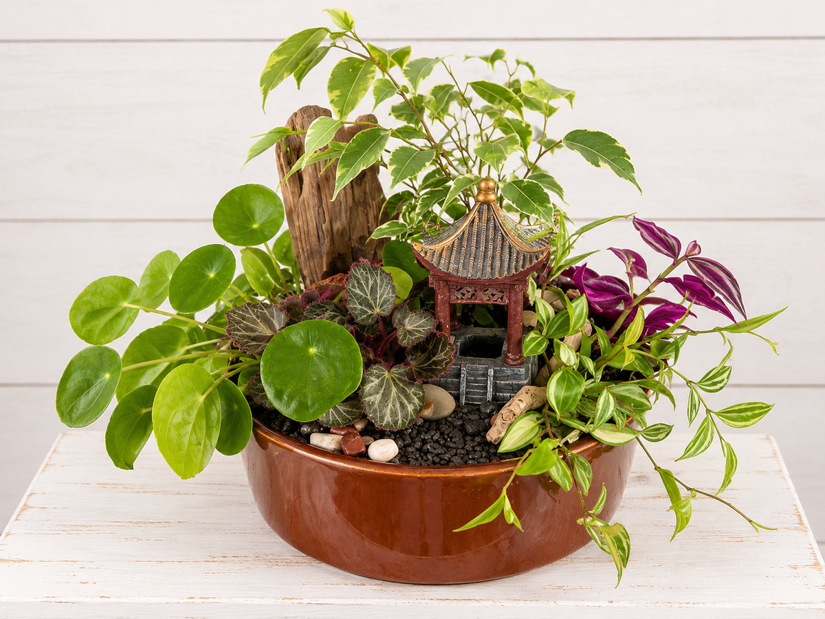 Designer's Choice Dish Garden