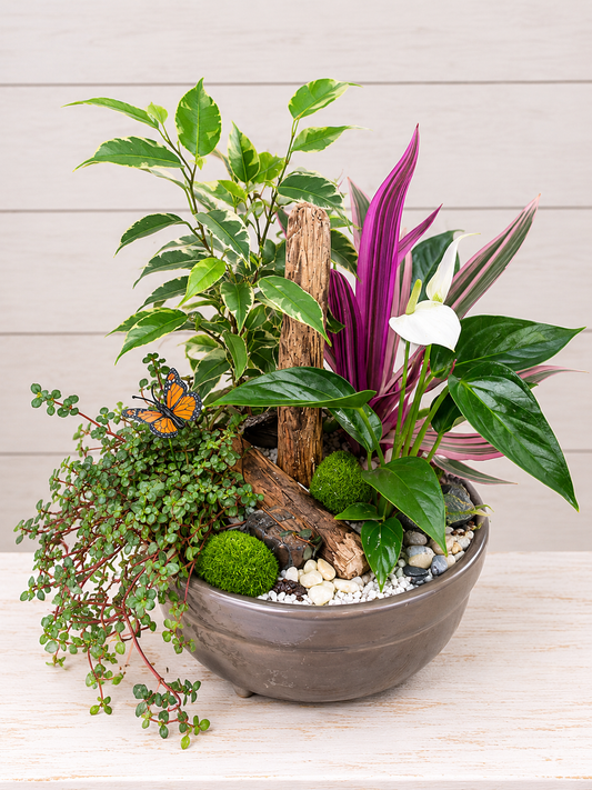 Designer's Choice Dish Garden