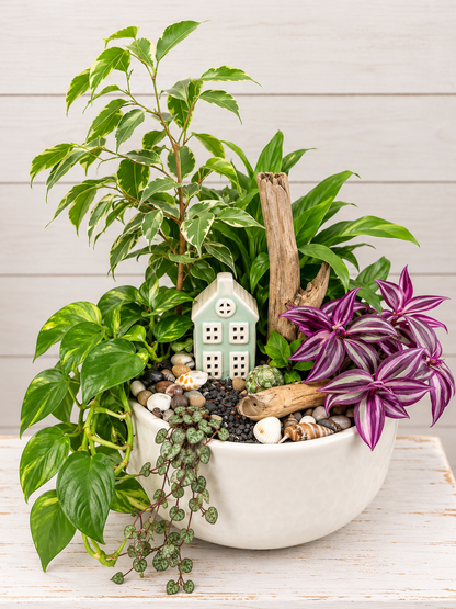 Designer's Choice Dish Garden
